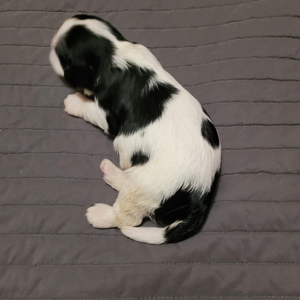 Du Royaume De Victoria - Chiot disponible  - Cavalier King Charles Spaniel