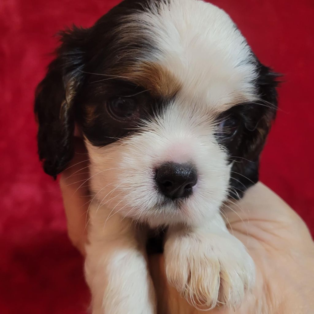 Du Royaume De Victoria - Chiot disponible  - Cavalier King Charles Spaniel