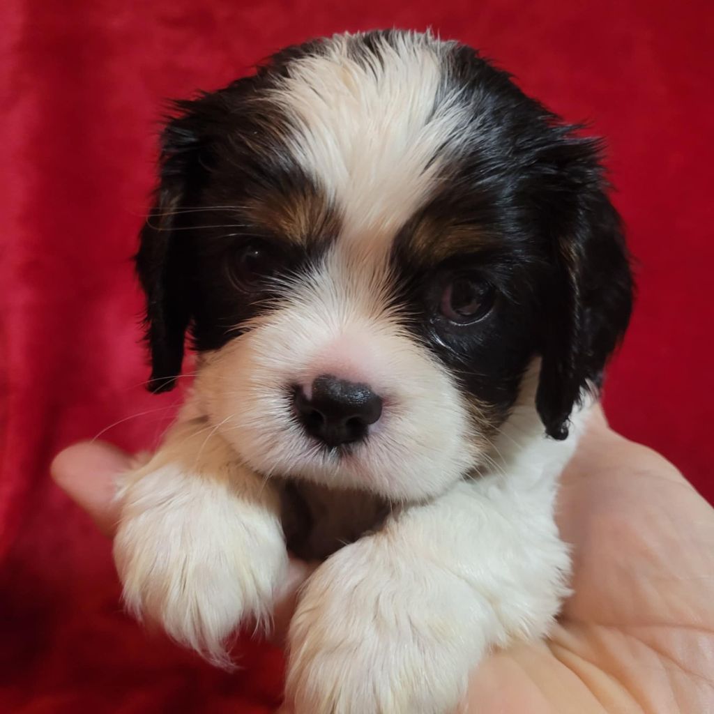 Du Royaume De Victoria - Chiot disponible  - Cavalier King Charles Spaniel