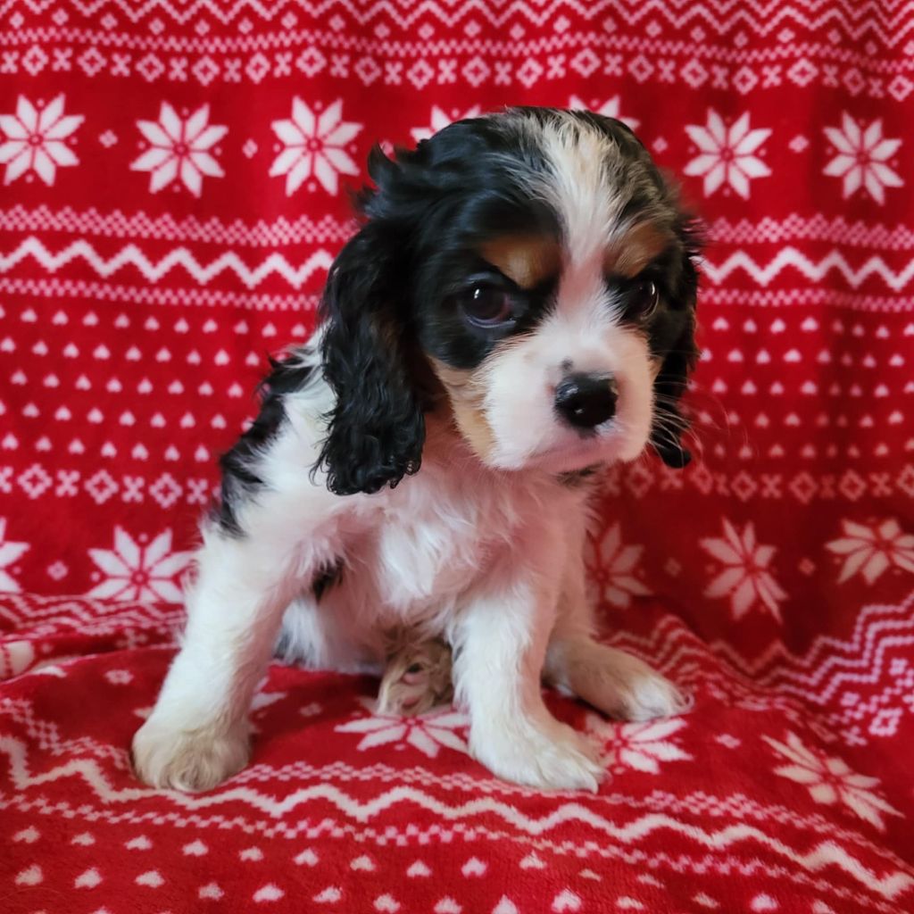 chiot Cavalier King Charles Spaniel Du Royaume De Victoria