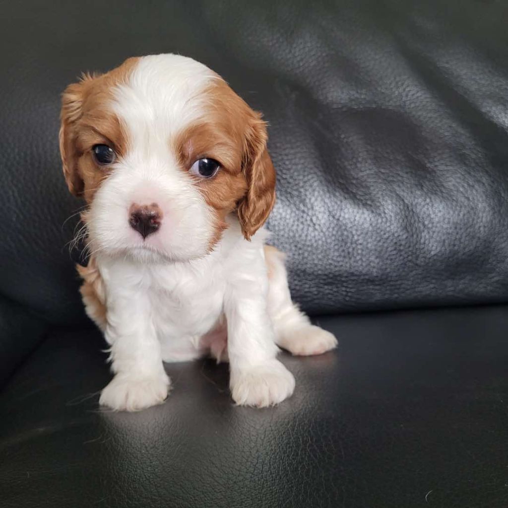 chiot Cavalier King Charles Spaniel Du Royaume De Victoria