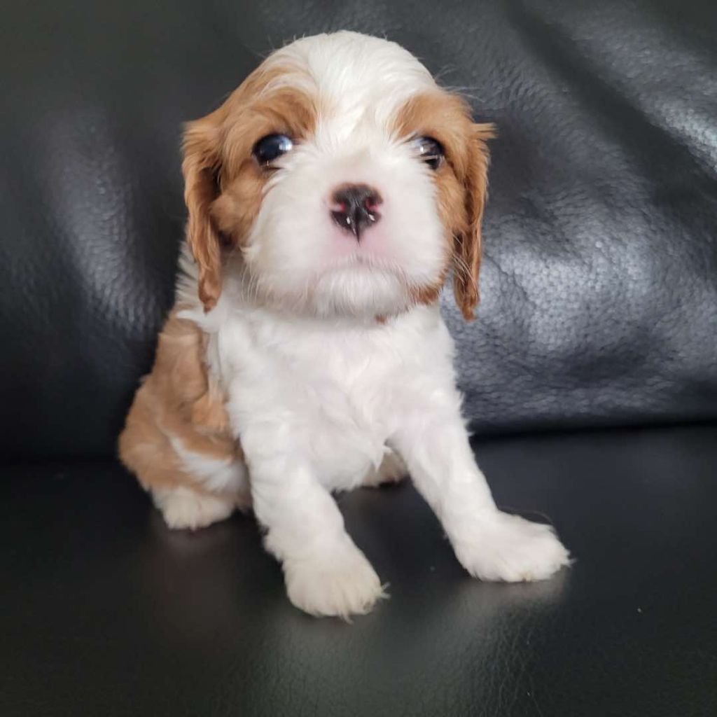 Du Royaume De Victoria - Chiot disponible  - Cavalier King Charles Spaniel