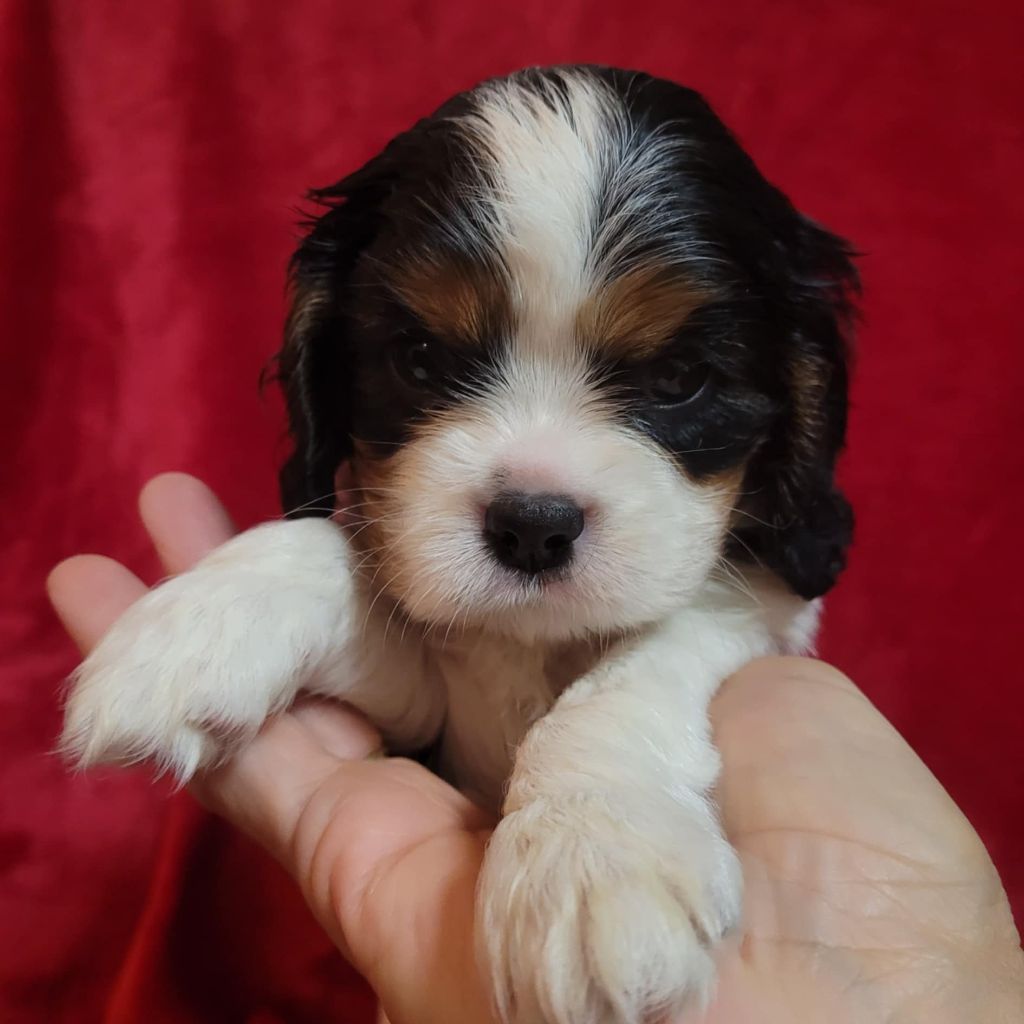 Du Royaume De Victoria - Chiot disponible  - Cavalier King Charles Spaniel