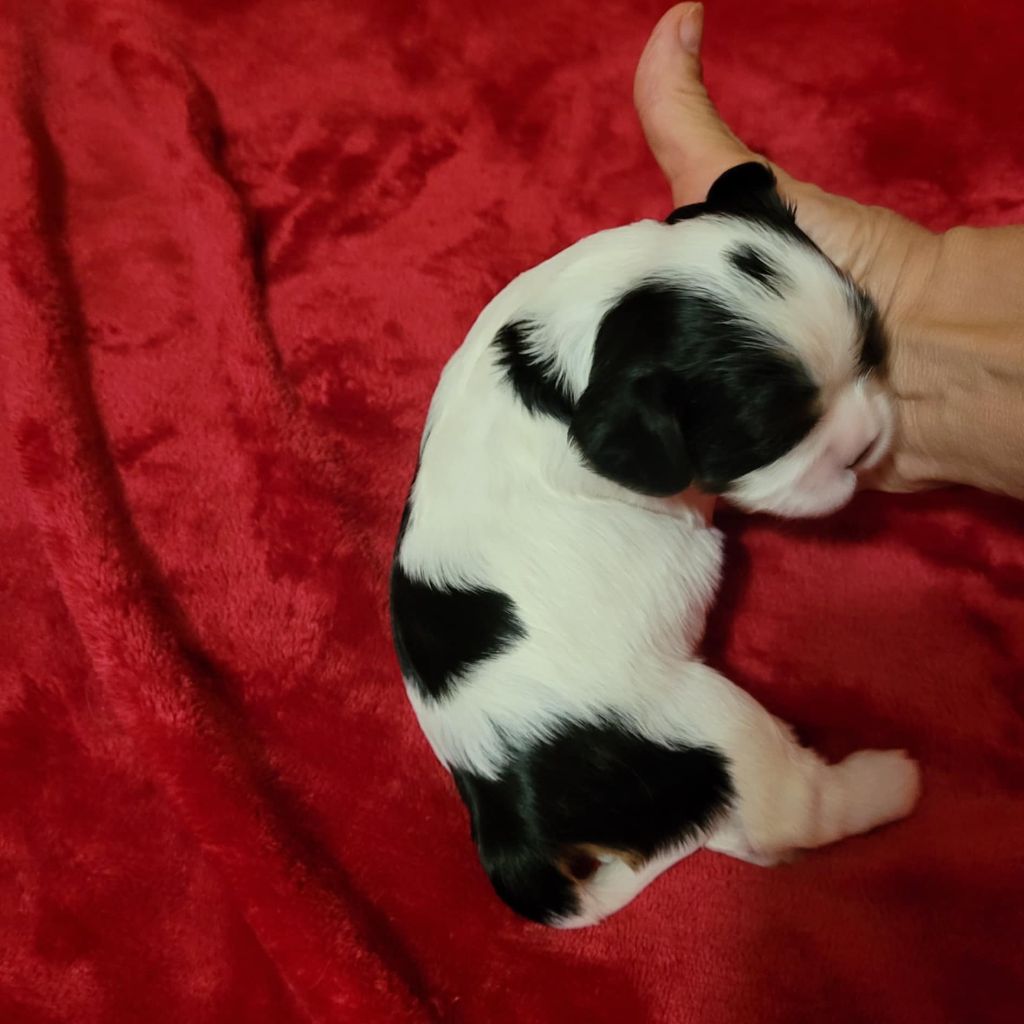 Du Royaume De Victoria - Chiot disponible  - Cavalier King Charles Spaniel