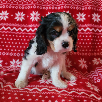 Du Royaume De Victoria - Cavalier King Charles Spaniel - Portée née le 12/10/2024