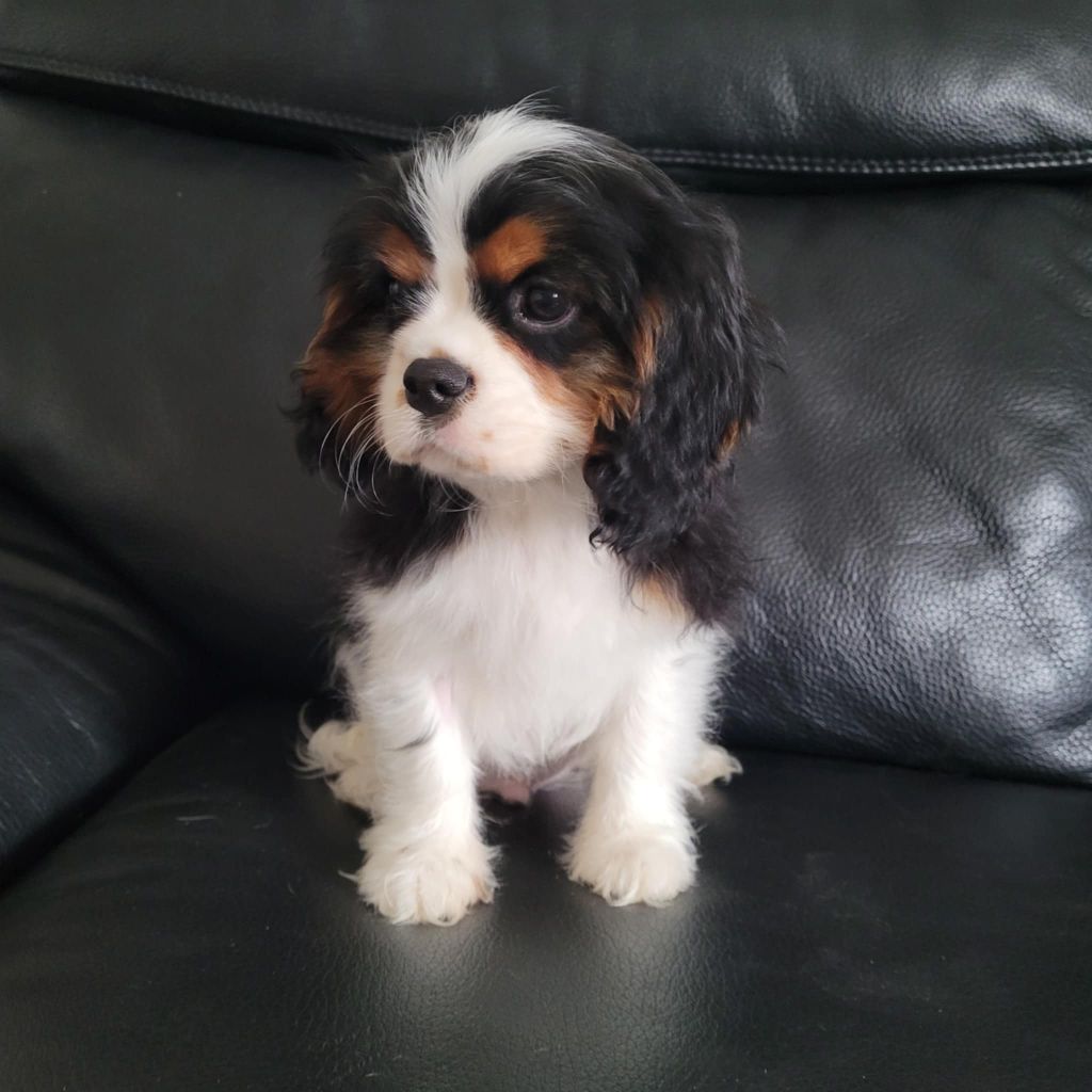 chiot Cavalier King Charles Spaniel Du Royaume De Victoria