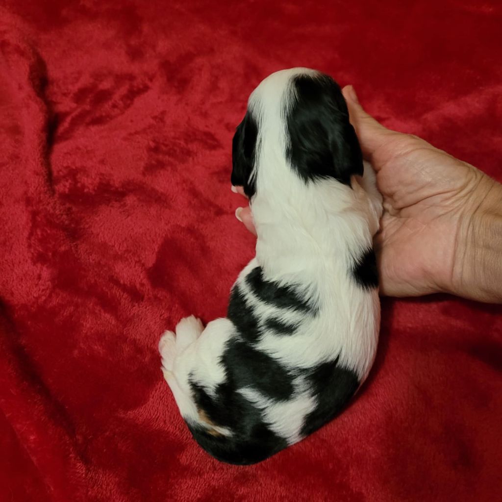 Du Royaume De Victoria - Chiot disponible  - Cavalier King Charles Spaniel