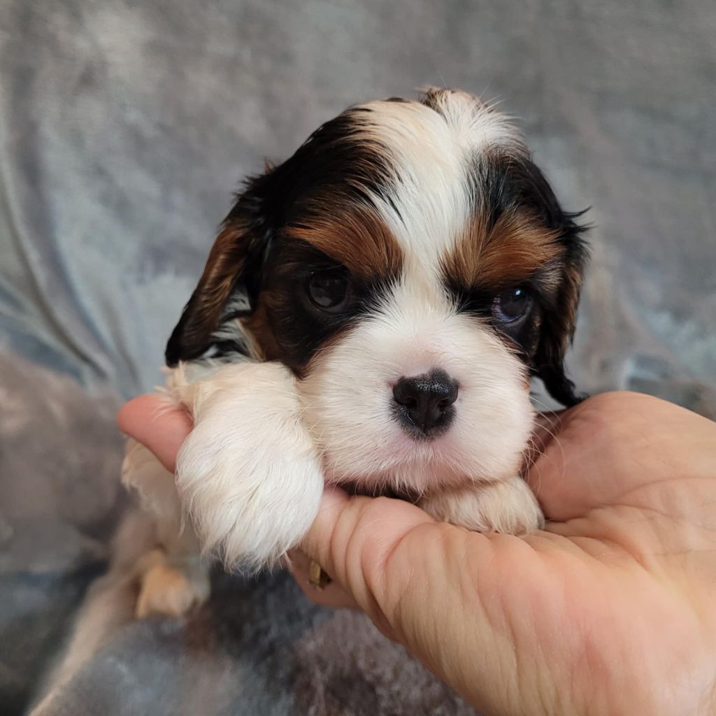 Du Royaume De Victoria - Chiot disponible  - Cavalier King Charles Spaniel