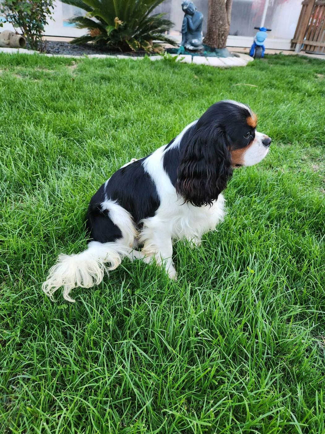 VADIM des Joyaux d'Alésia