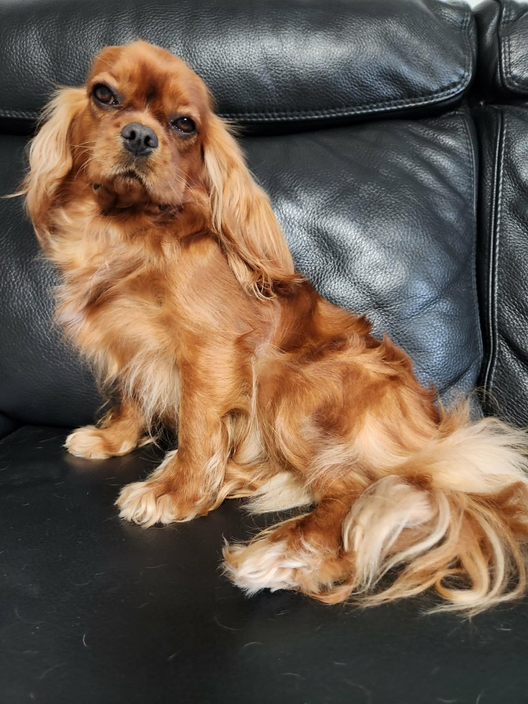 UNE PIN-UP  du Royaume des Anges