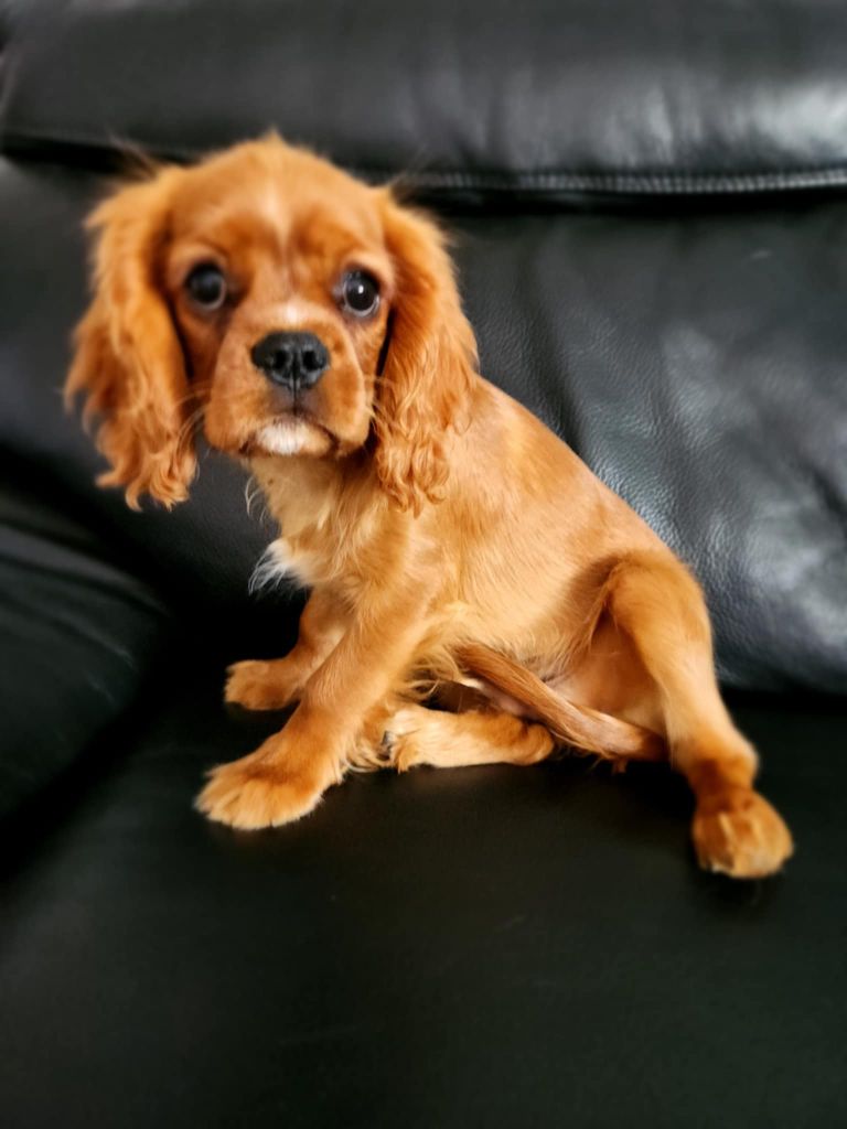 Du Royaume De Victoria - Cavalier King Charles Spaniel - Portée née le 18/04/2025