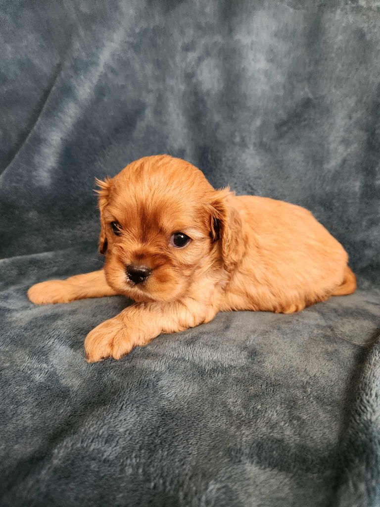 Du Royaume De Victoria - Chiots disponibles - Cavalier King Charles Spaniel