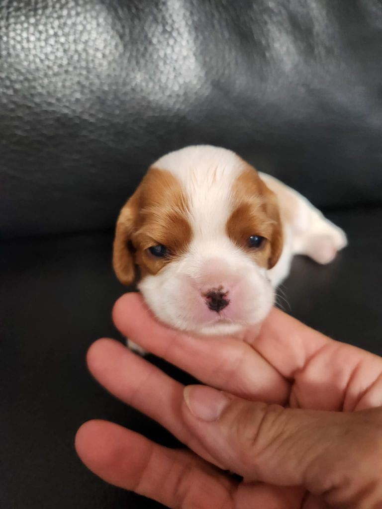 Du Royaume De Victoria - Chiots disponibles - Cavalier King Charles Spaniel
