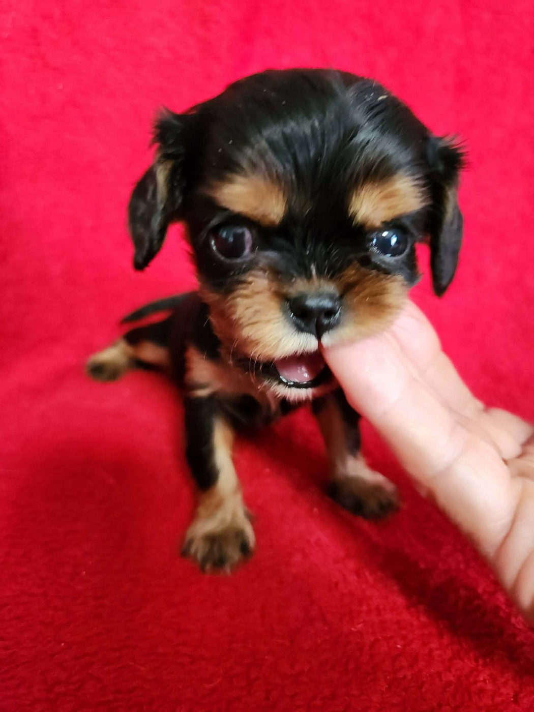 Du Royaume De Victoria - Chiots disponibles - Cavalier King Charles Spaniel