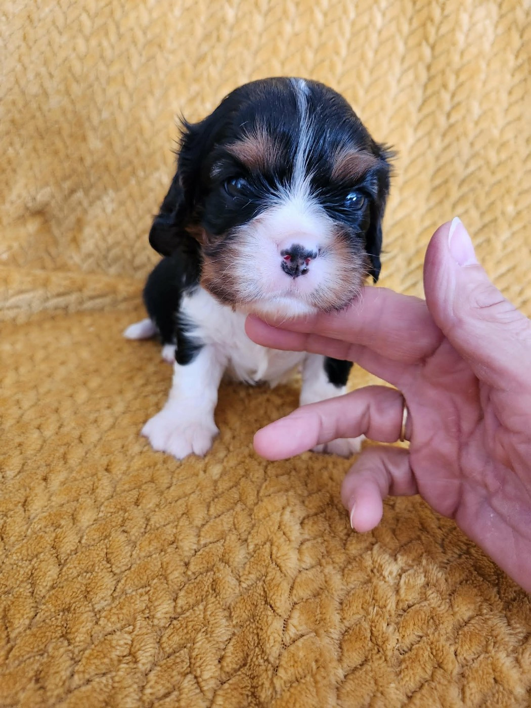 Du Royaume De Victoria - Chiots disponibles - Cavalier King Charles Spaniel