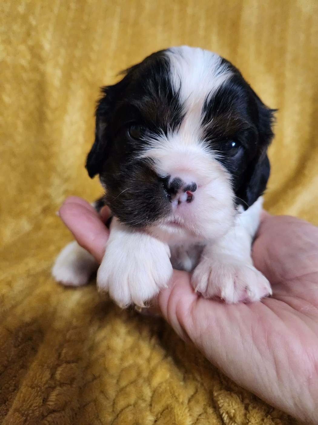 Du Royaume De Victoria - Cavalier King Charles Spaniel - Portée née le 13/12/2025