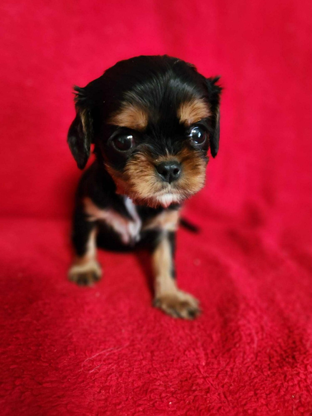 Du Royaume De Victoria - Cavalier King Charles Spaniel - Portée née le 01/12/2025