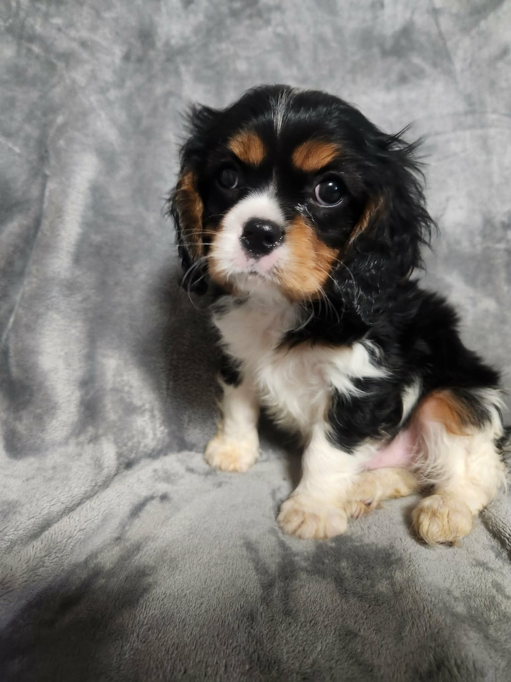 Chiot Cavalier King Charles Spaniel Du Royaume De Victoria