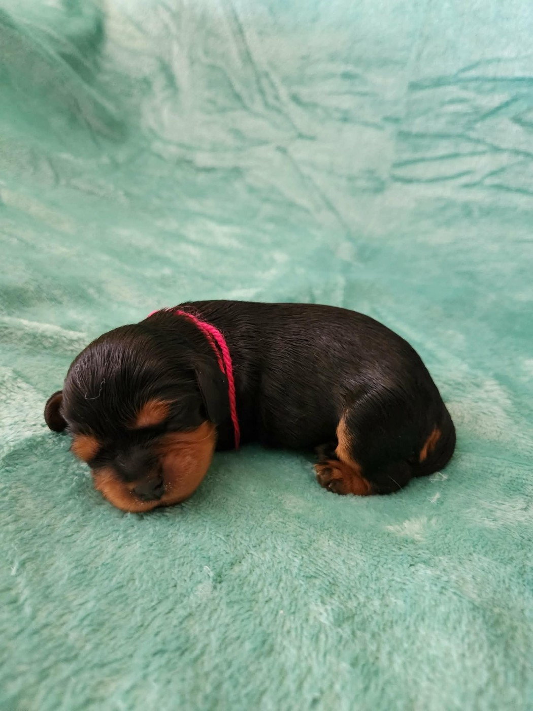 Du Royaume De Victoria - Chiots disponibles - Cavalier King Charles Spaniel