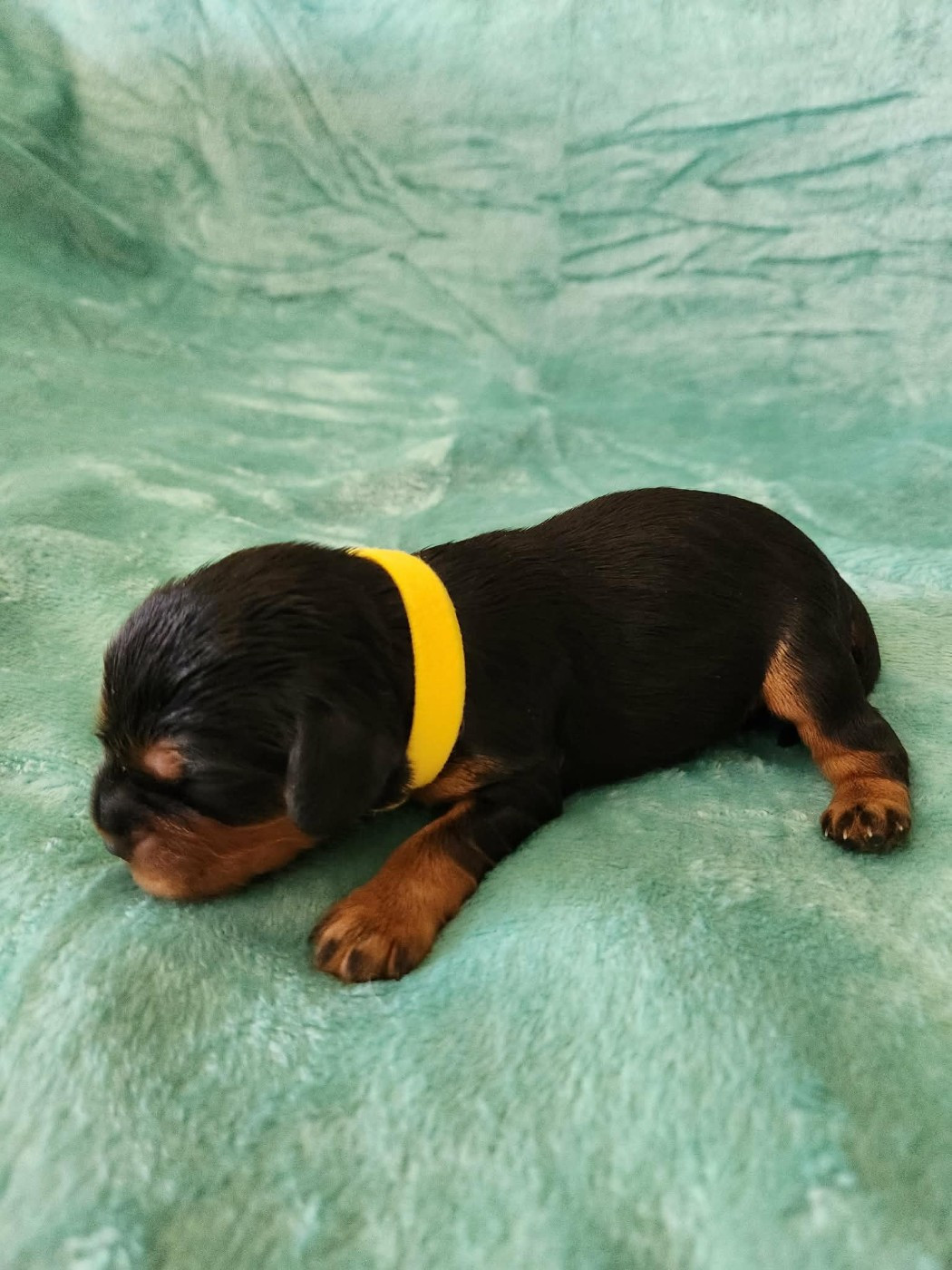 Du Royaume De Victoria - Chiots disponibles - Cavalier King Charles Spaniel