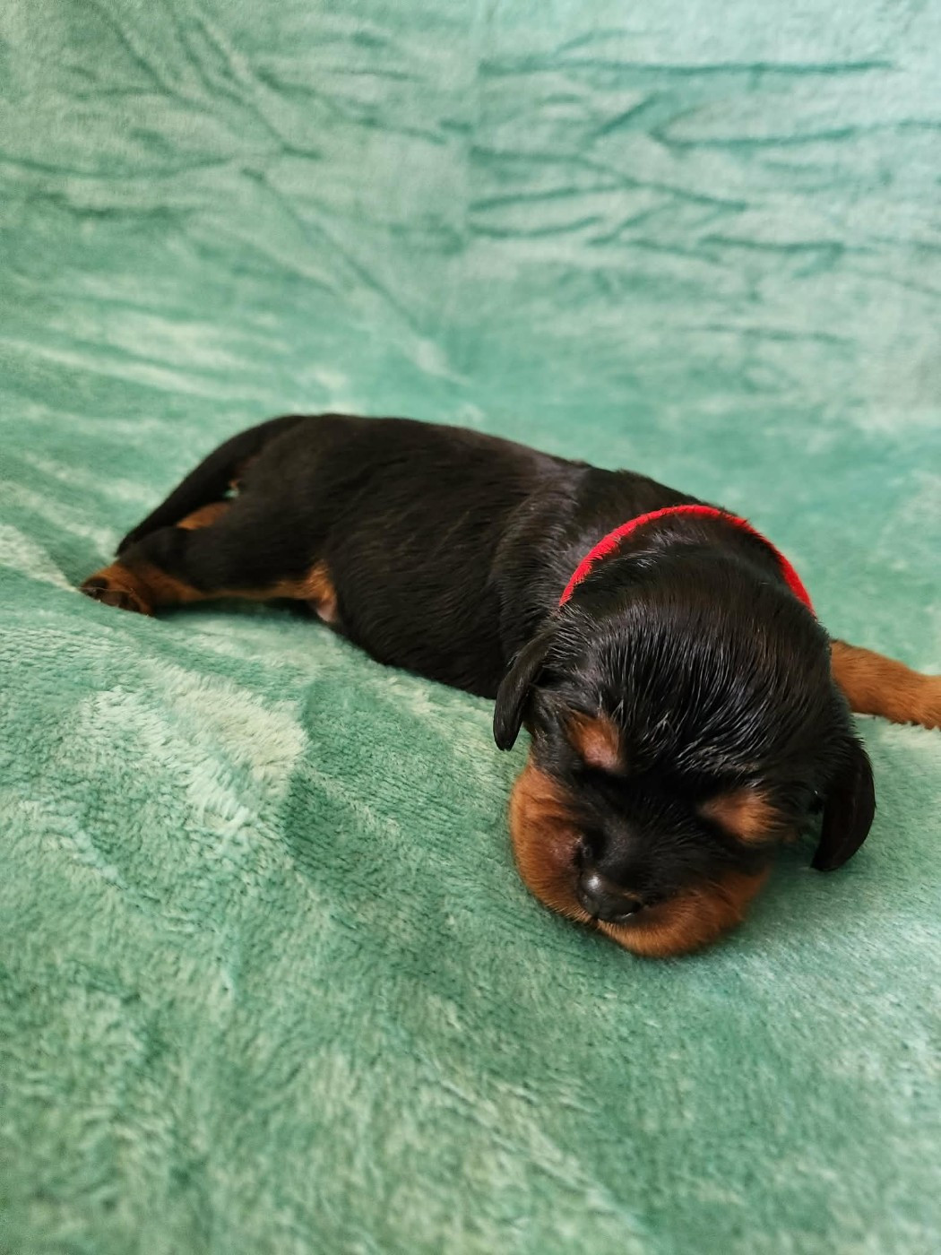 Du Royaume De Victoria - Chiots disponibles - Cavalier King Charles Spaniel