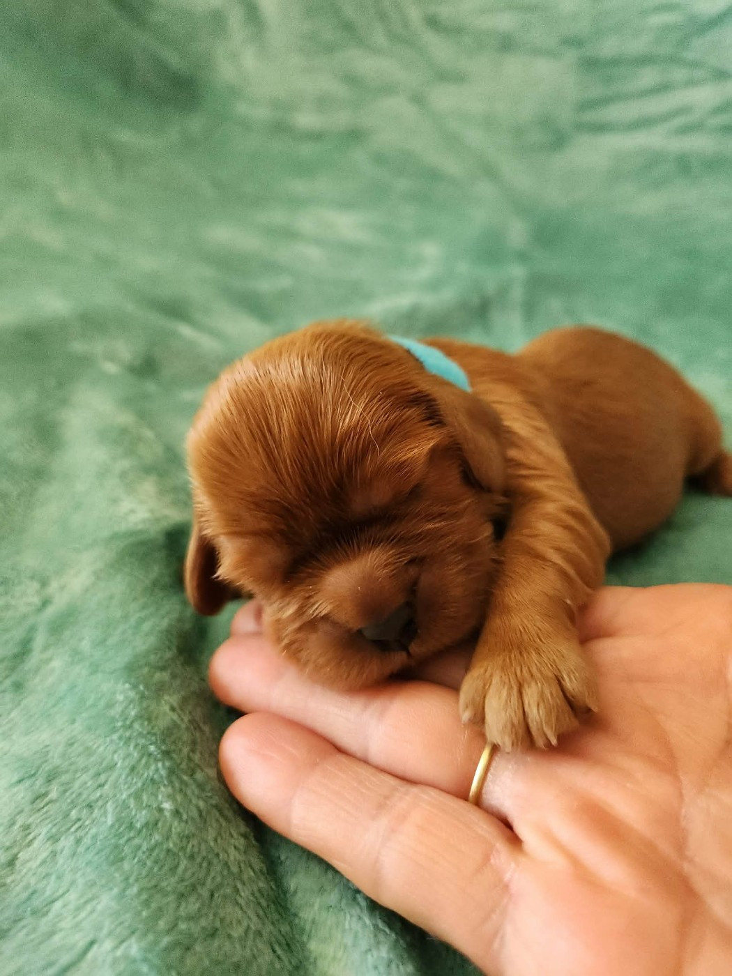 Du Royaume De Victoria - Chiots disponibles - Cavalier King Charles Spaniel