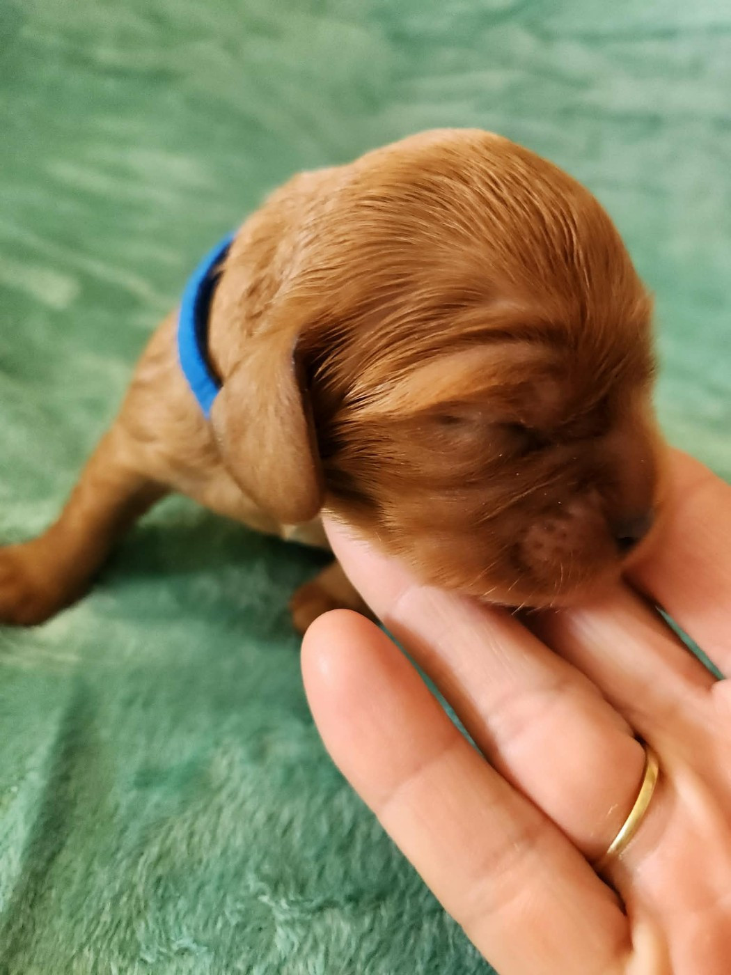 Du Royaume De Victoria - Chiots disponibles - Cavalier King Charles Spaniel