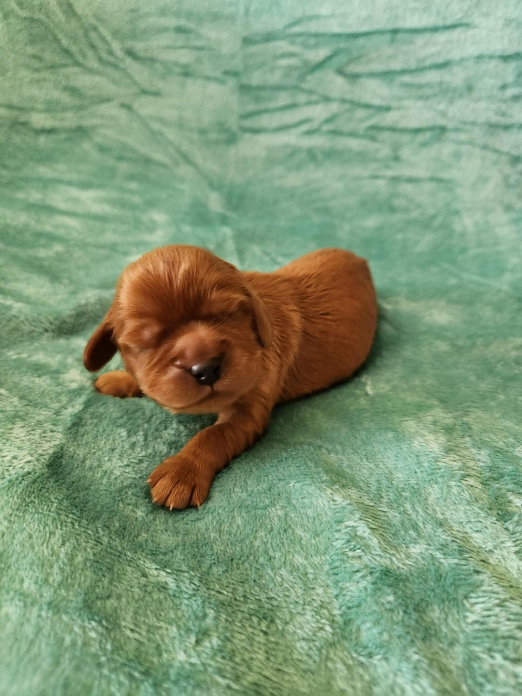 Du Royaume De Victoria - Chiots disponibles - Cavalier King Charles Spaniel