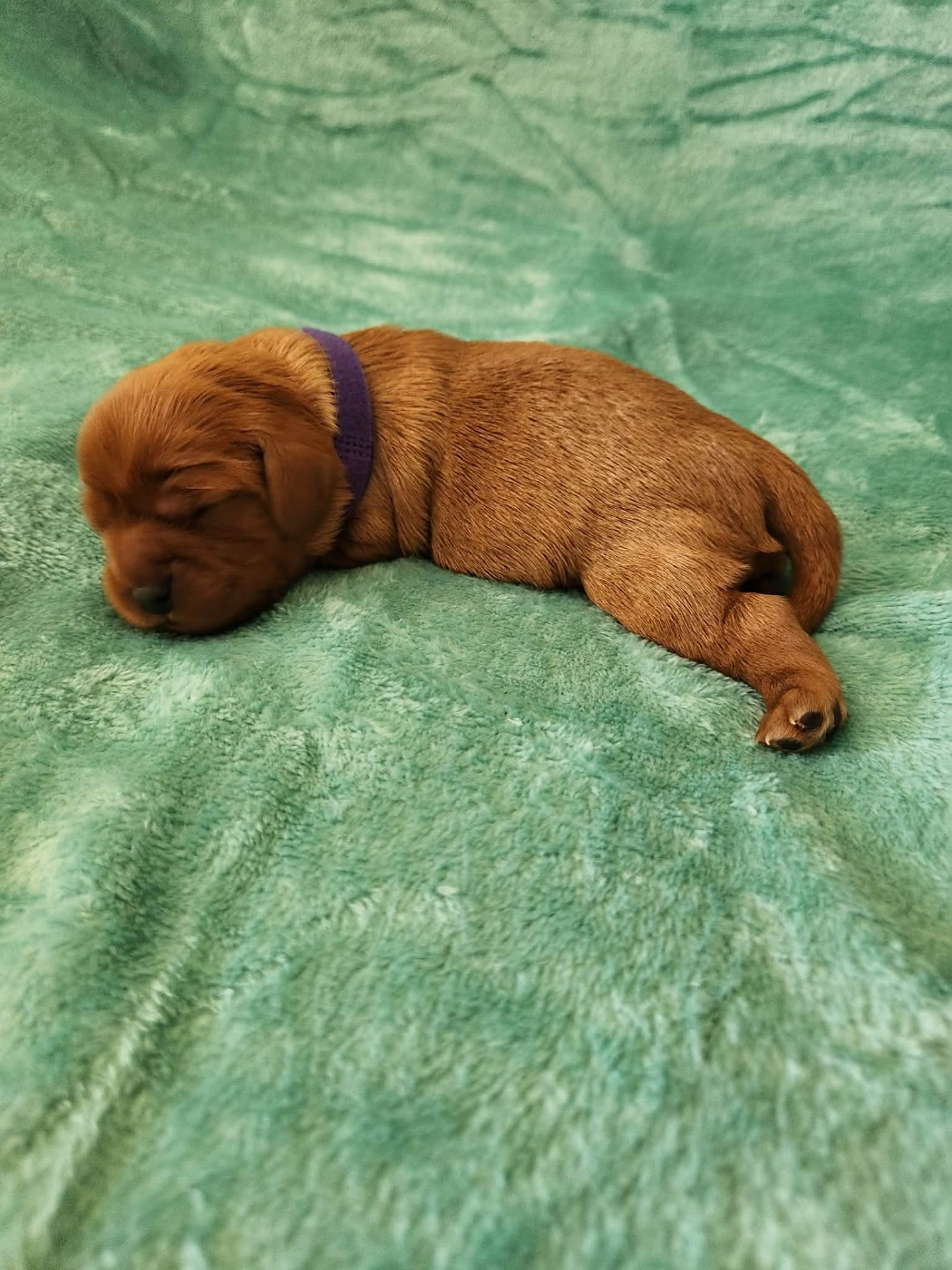 Du Royaume De Victoria - Chiots disponibles - Cavalier King Charles Spaniel