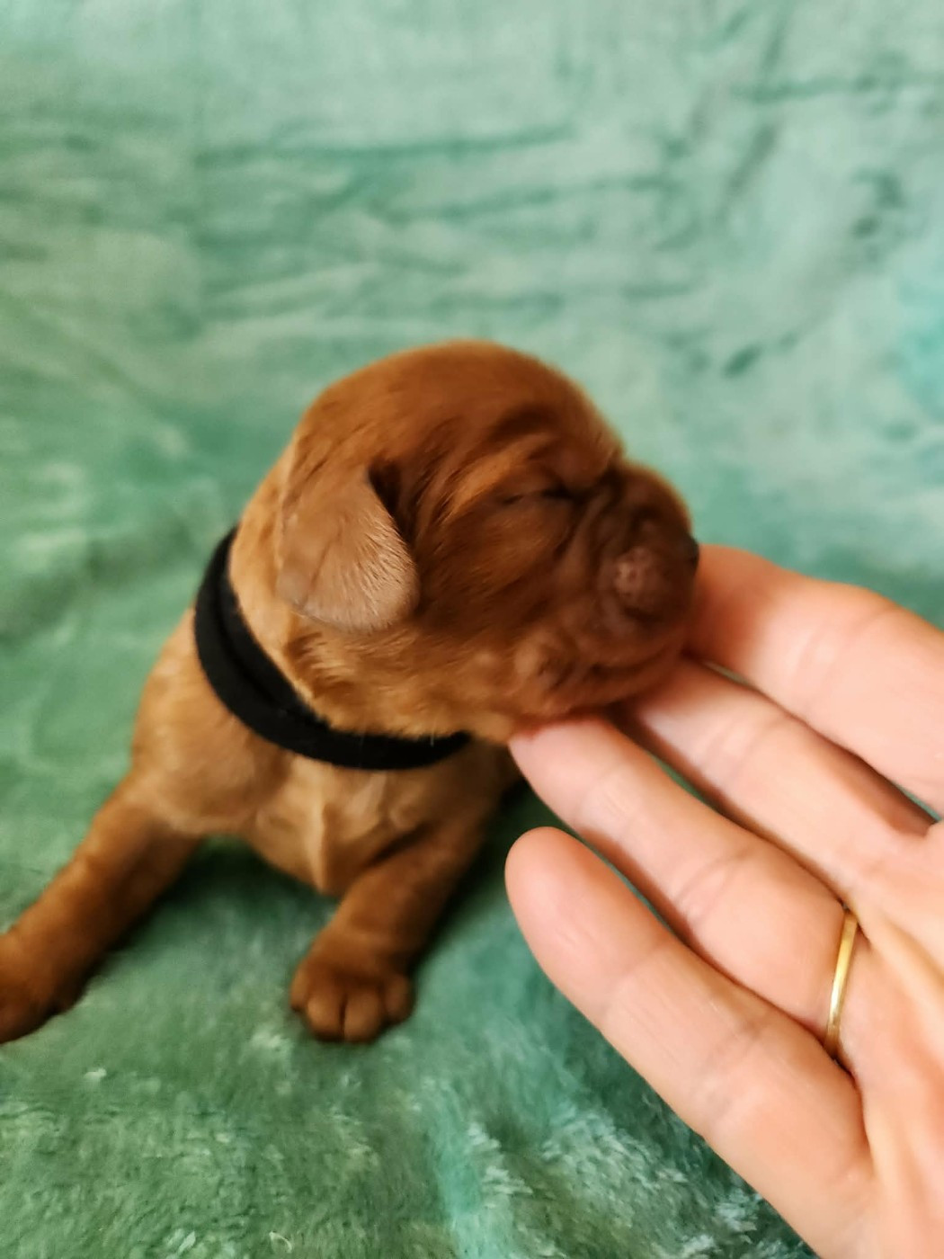 Du Royaume De Victoria - Chiots disponibles - Cavalier King Charles Spaniel