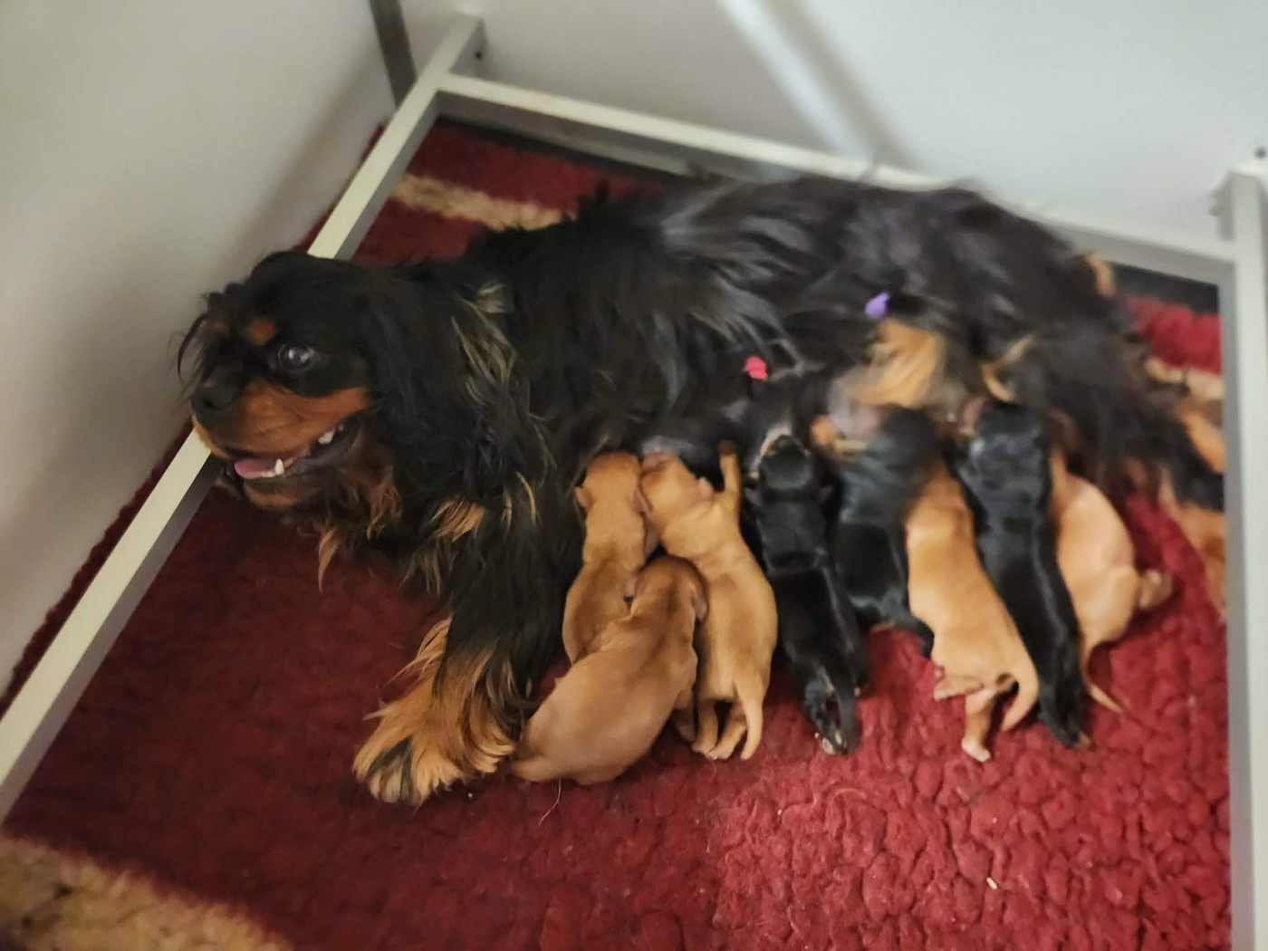 Chiot Cavalier King Charles Spaniel Du Royaume De Victoria