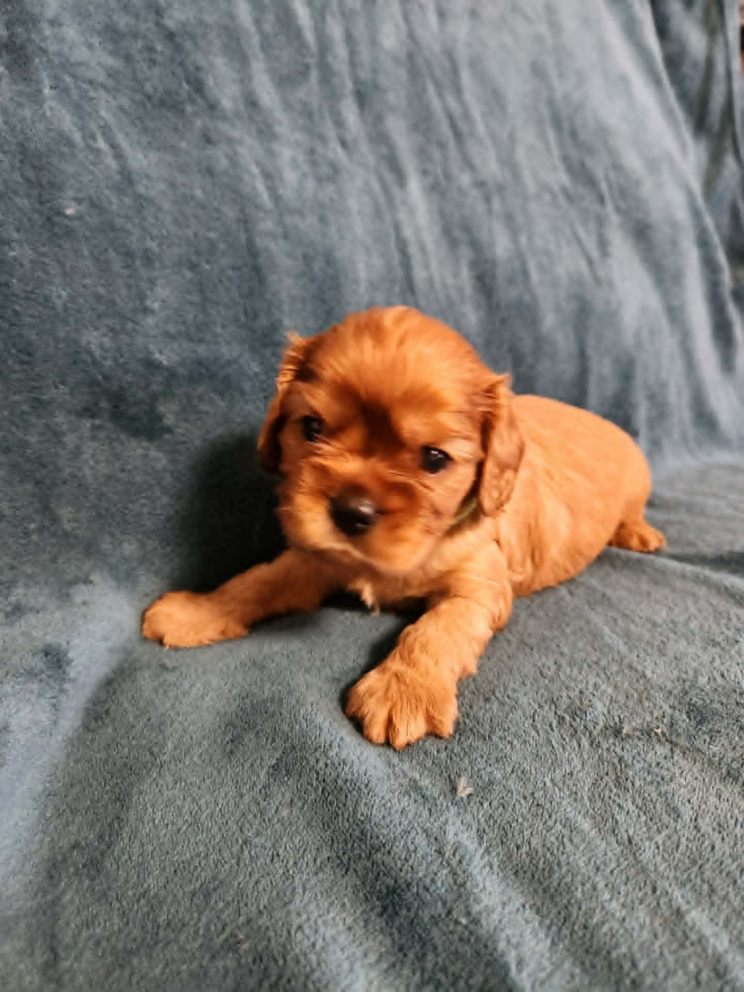 Du Royaume De Victoria - Chiots disponibles - Cavalier King Charles Spaniel