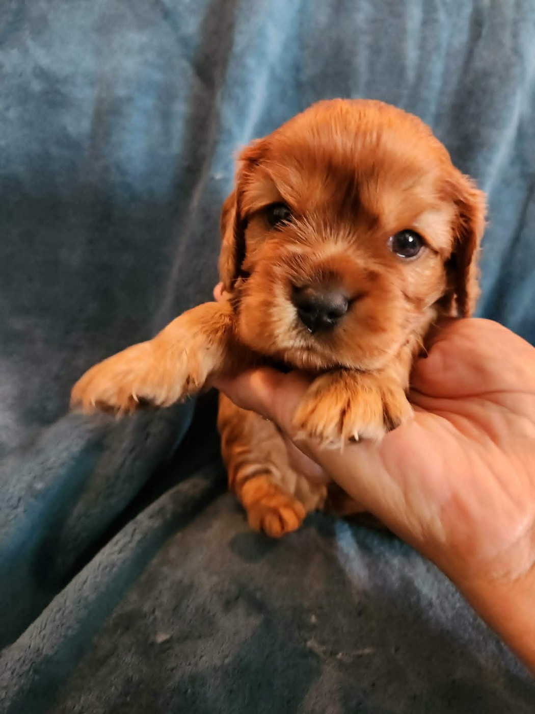 Du Royaume De Victoria - Chiots disponibles - Cavalier King Charles Spaniel