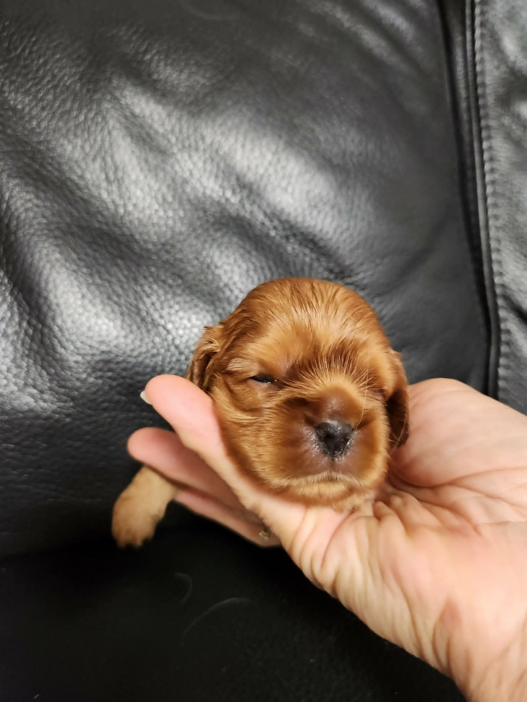 Du Royaume De Victoria - Chiots disponibles - Cavalier King Charles Spaniel