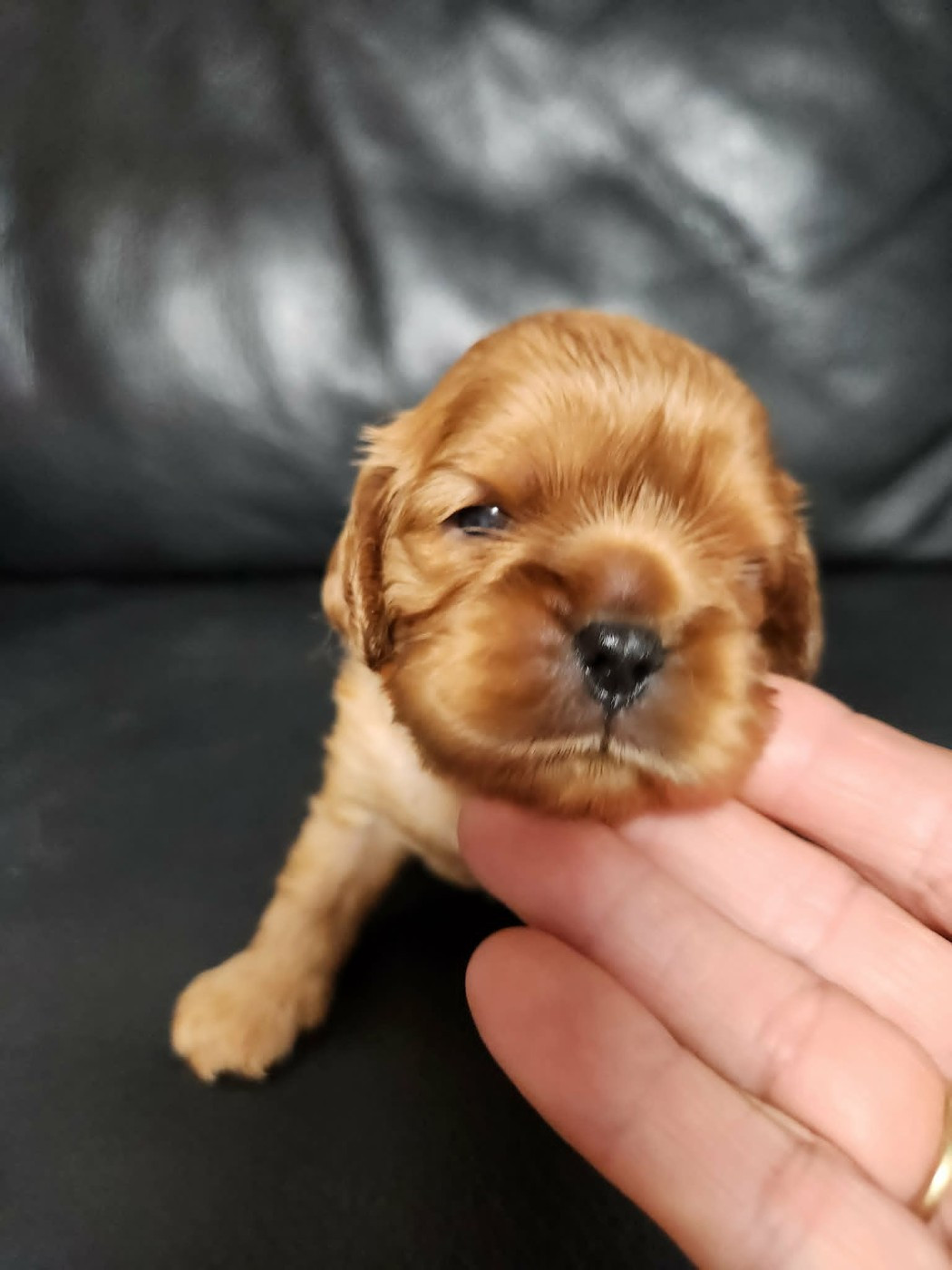 Du Royaume De Victoria - Chiots disponibles - Cavalier King Charles Spaniel