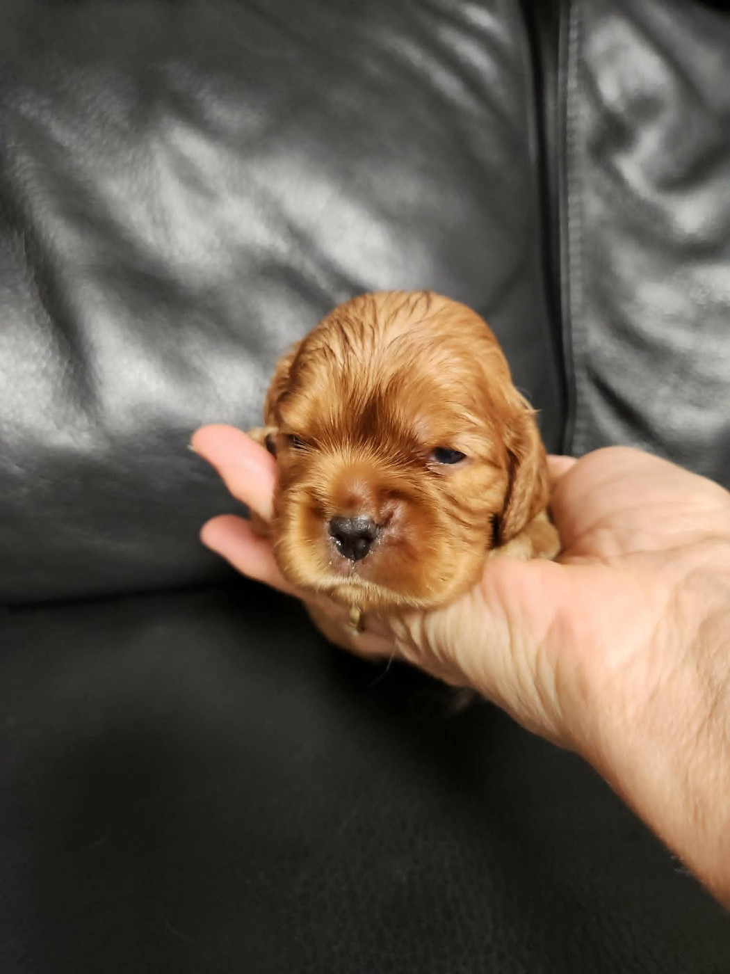 Du Royaume De Victoria - Chiots disponibles - Cavalier King Charles Spaniel