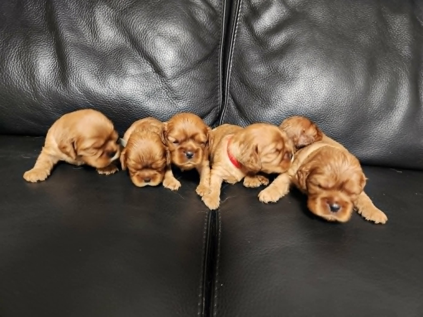 Chiot Cavalier King Charles Spaniel Du Royaume De Victoria