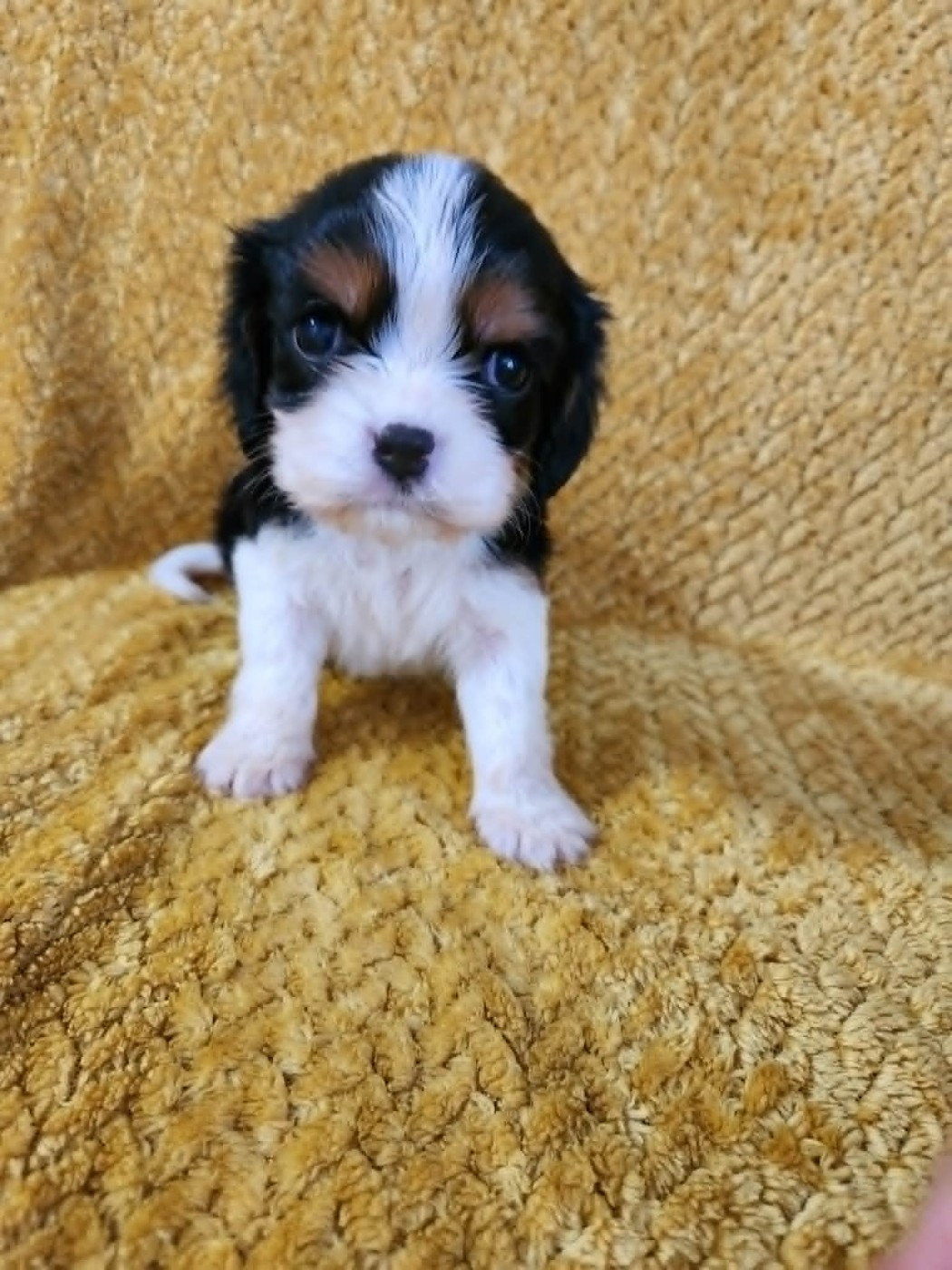 Du Royaume De Victoria - Chiots disponibles - Cavalier King Charles Spaniel