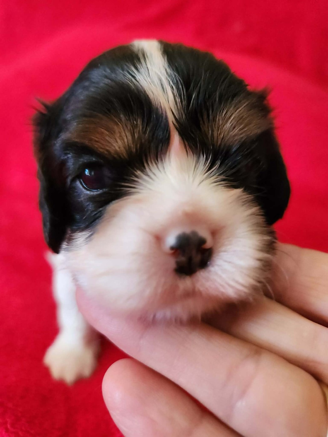 CHIOT 2
