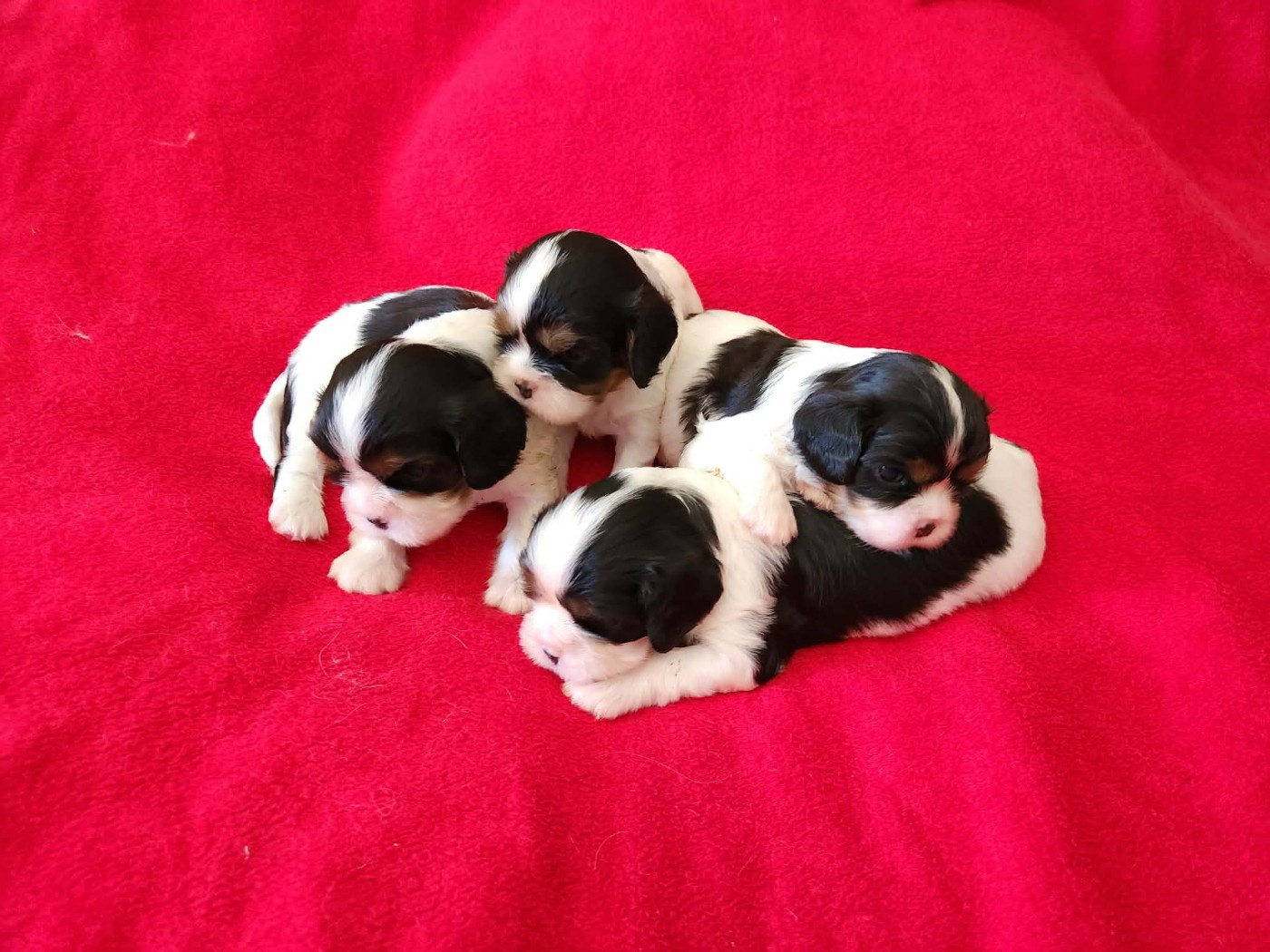 Chiot Cavalier King Charles Spaniel Du Royaume De Victoria