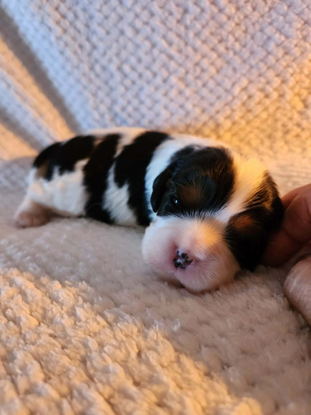 Du Royaume De Victoria - Chiots disponibles - Cavalier King Charles Spaniel