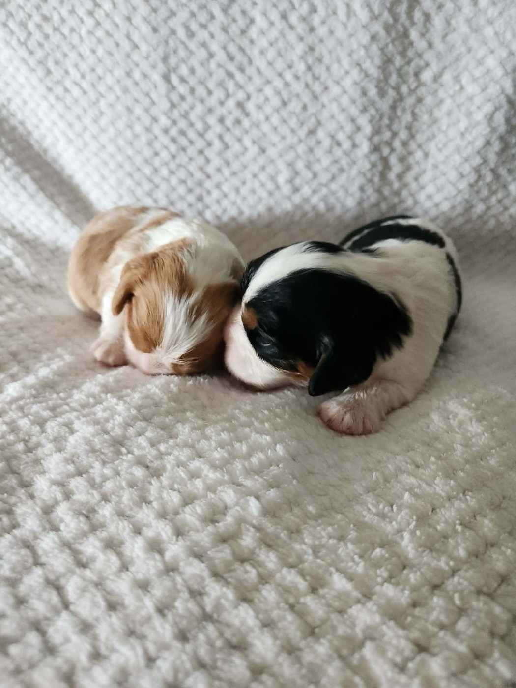 Chiot Cavalier King Charles Spaniel Du Royaume De Victoria