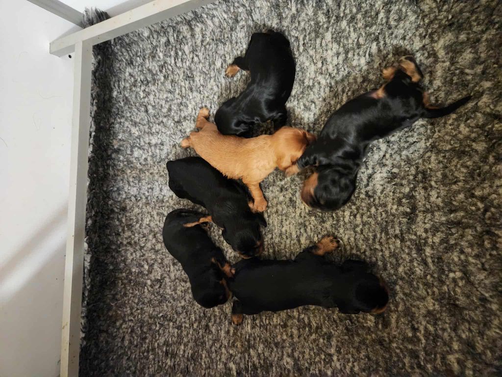 Du Royaume De Victoria - Chiots disponibles - Cavalier King Charles Spaniel