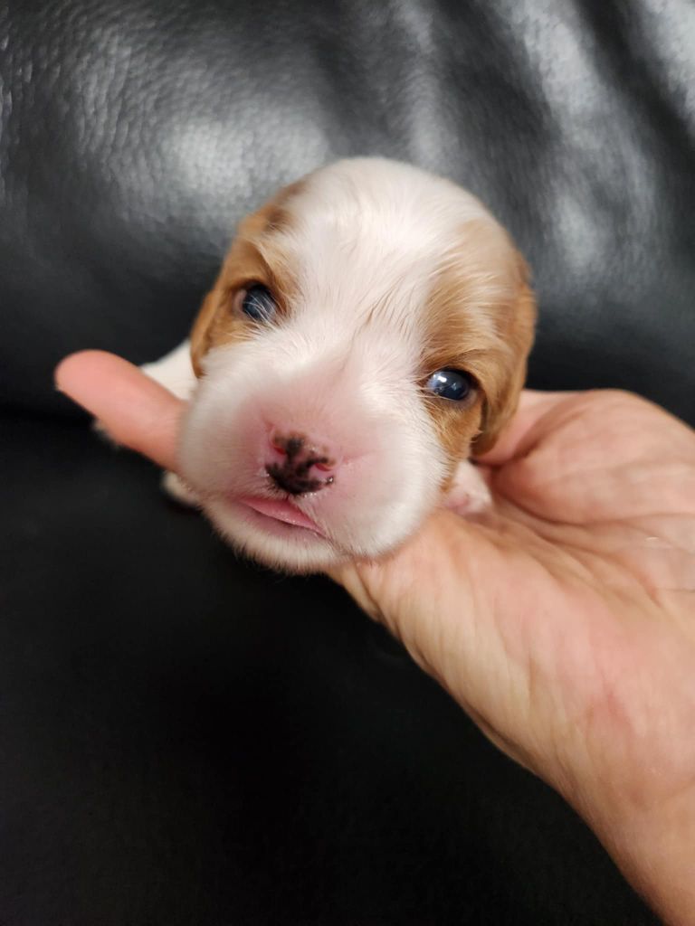 Du Royaume De Victoria - Chiots disponibles - Cavalier King Charles Spaniel
