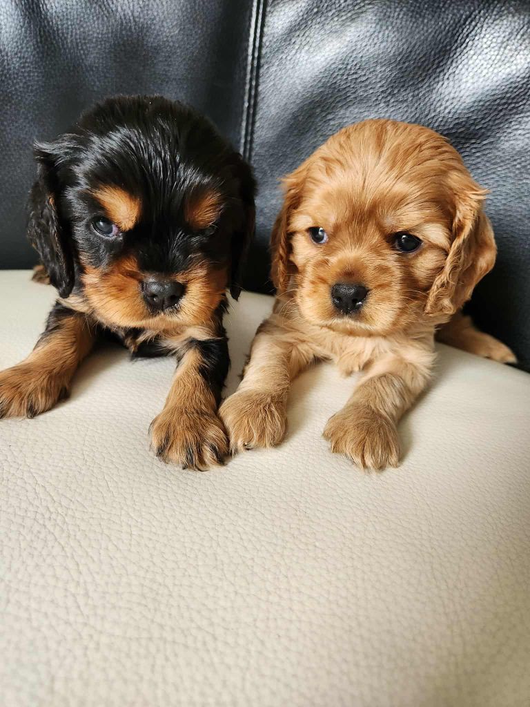 Chiot Cavalier King Charles Spaniel Du Royaume De Victoria