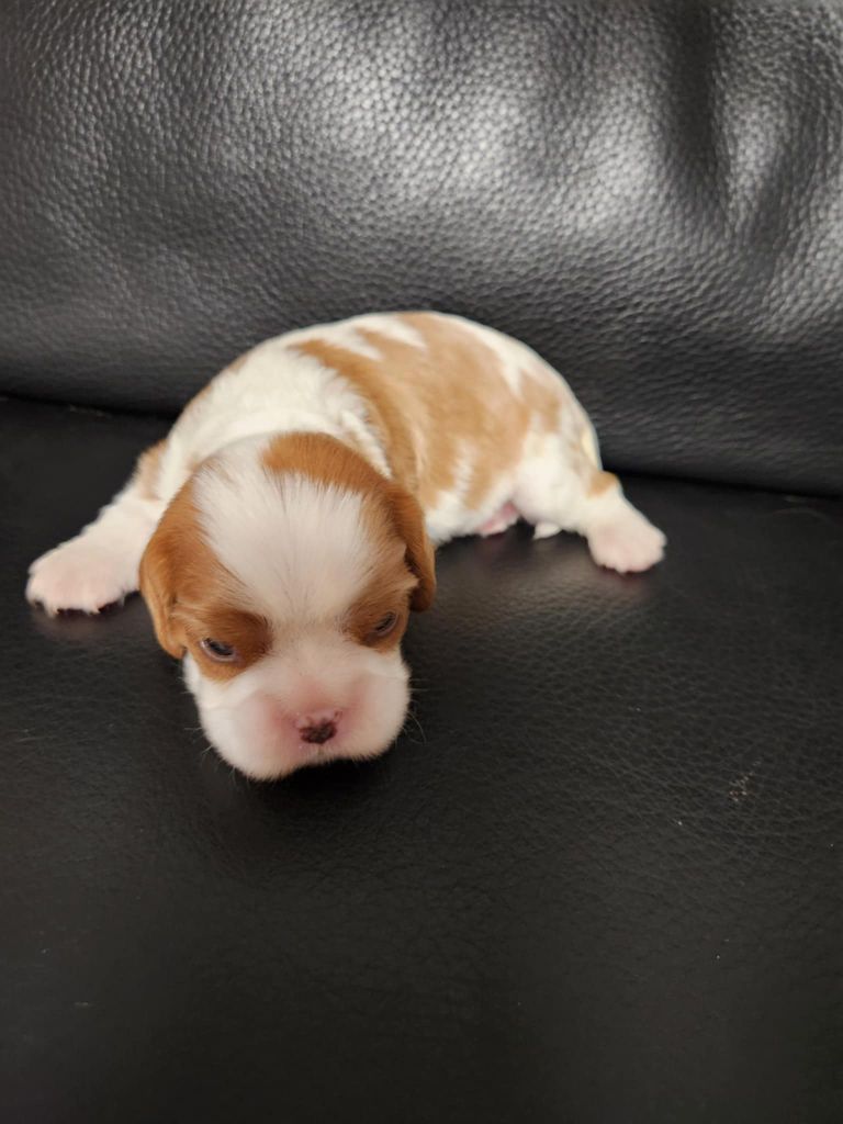 Du Royaume De Victoria - Chiots disponibles - Cavalier King Charles Spaniel