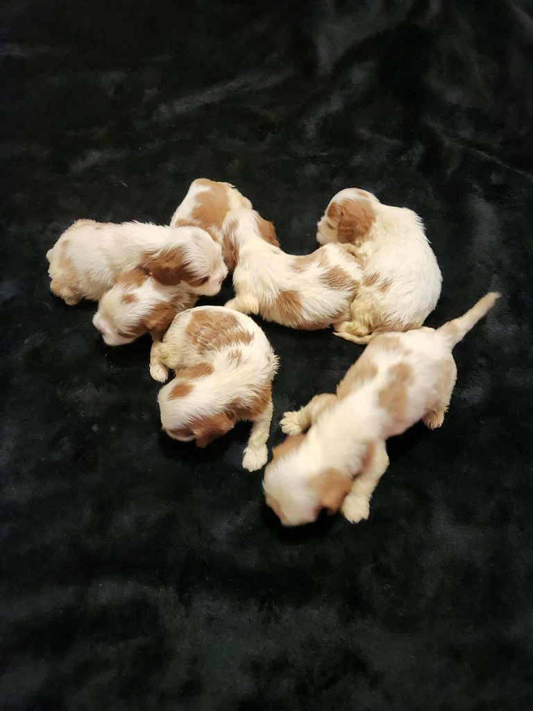 Du Royaume De Victoria - Chiots disponibles - Cavalier King Charles Spaniel