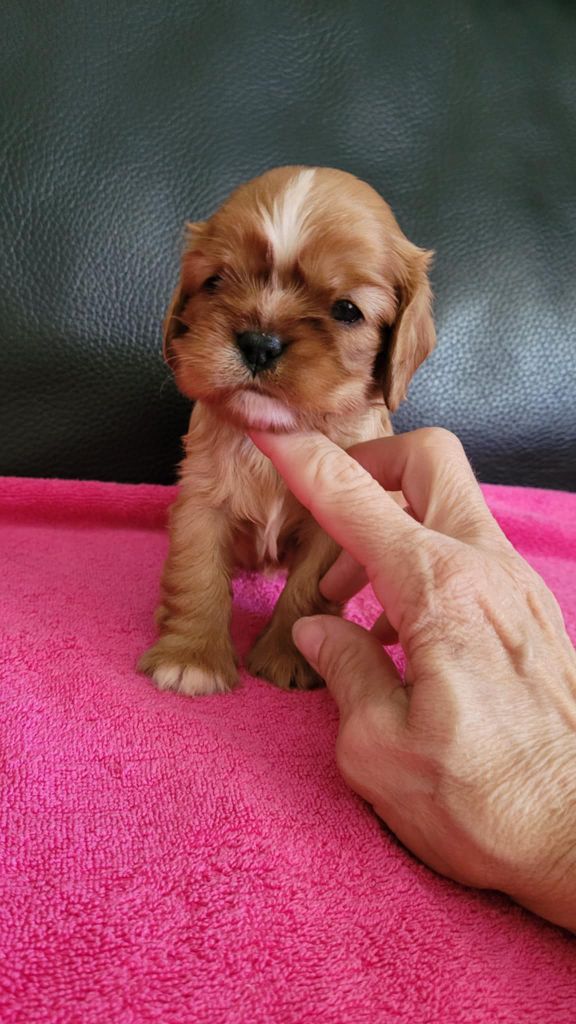 Du Royaume De Victoria - Chiots disponibles - Cavalier King Charles Spaniel