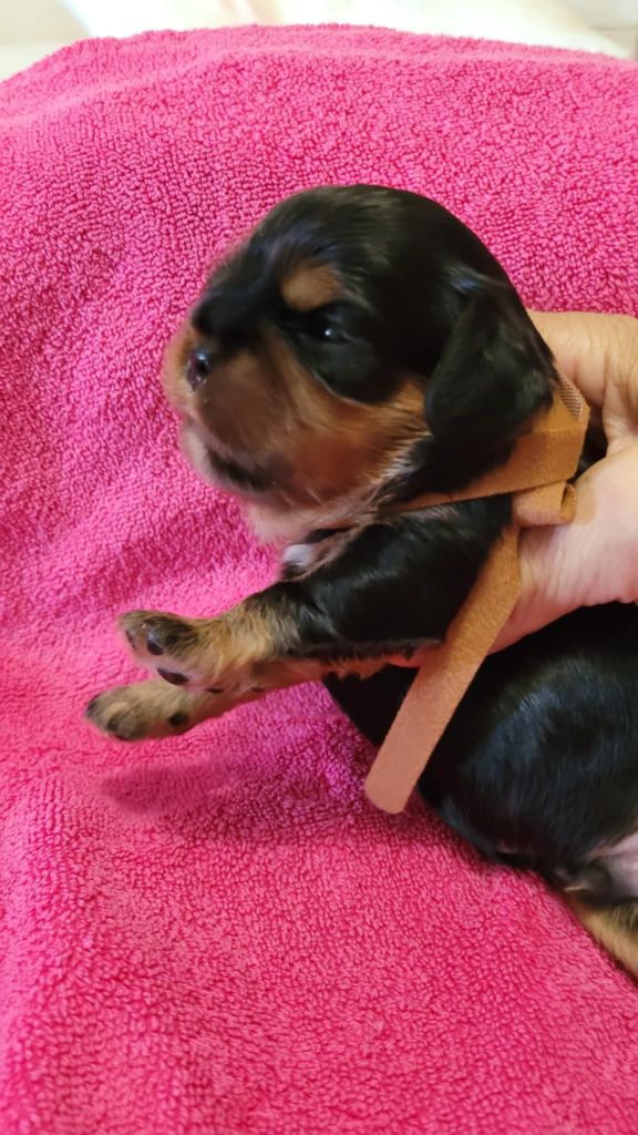 Du Royaume De Victoria - Chiots disponibles - Cavalier King Charles Spaniel