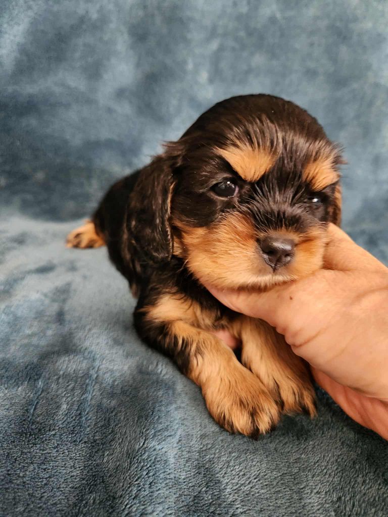 Du Royaume De Victoria - Chiots disponibles - Cavalier King Charles Spaniel